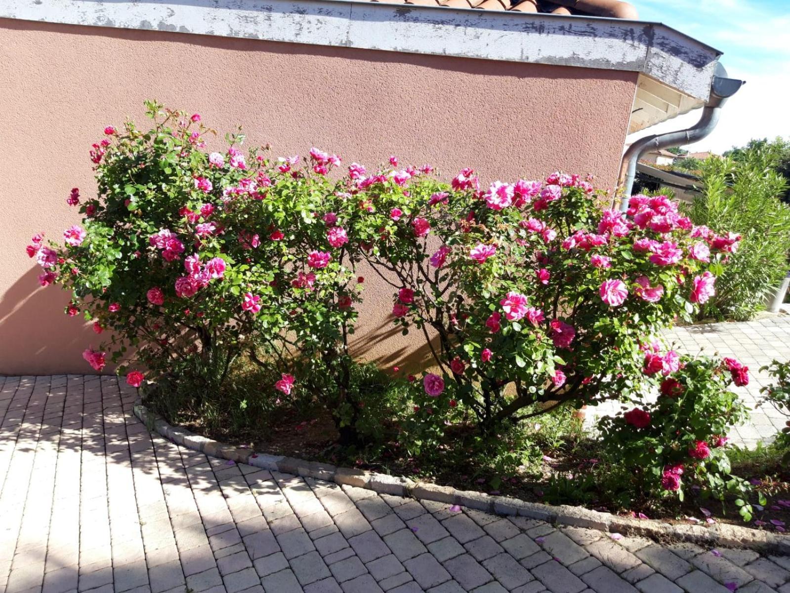 VernaisonComme Dans Un Ecrin - T2 De 50 M² Avec Jardin, Terrasse Et Piscineアパートメント エクステリア 写真